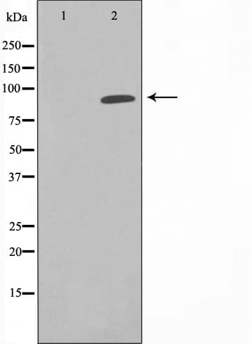 CDK11A / CDC2L2 Antibody