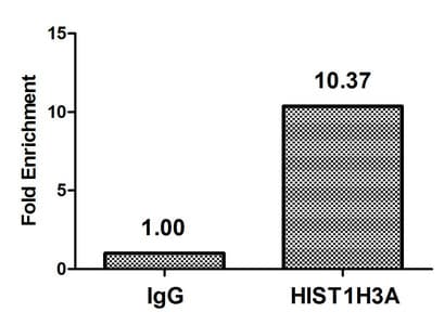 HIST1H3A Antibody