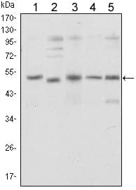 SMAD5 Antibody (clone 3H9)