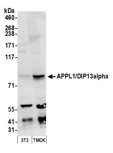 APPL1 / APPL Antibody (aa659-709)