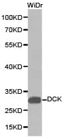 DCK / Deoxycytidine kinase Antibody