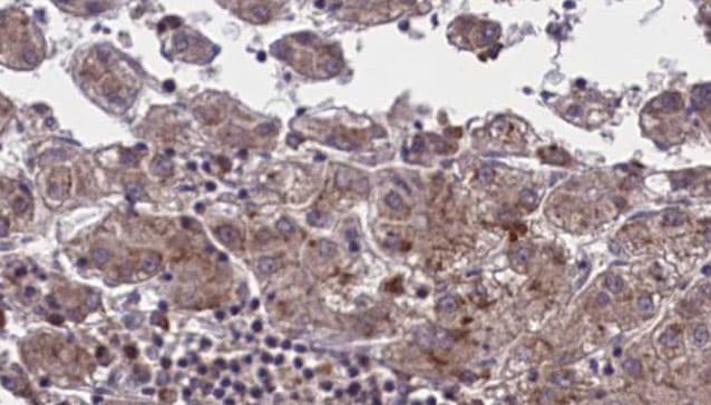 OR51M1 Antibody