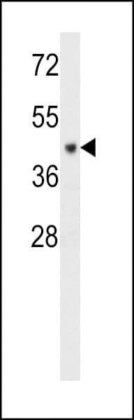 C6orf150 / MB21D1 Antibody (aa266-295)