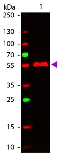 Goat Anti-Mouse IgG3 Secondary Antibody (Atto 647N)