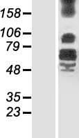 Human LRFN4 Protein (Over-Expression Lysate Myc-DDK (Flag))