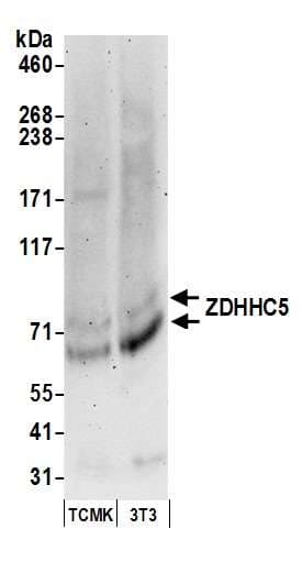 ZDHHC5 Antibody (aa500-550)