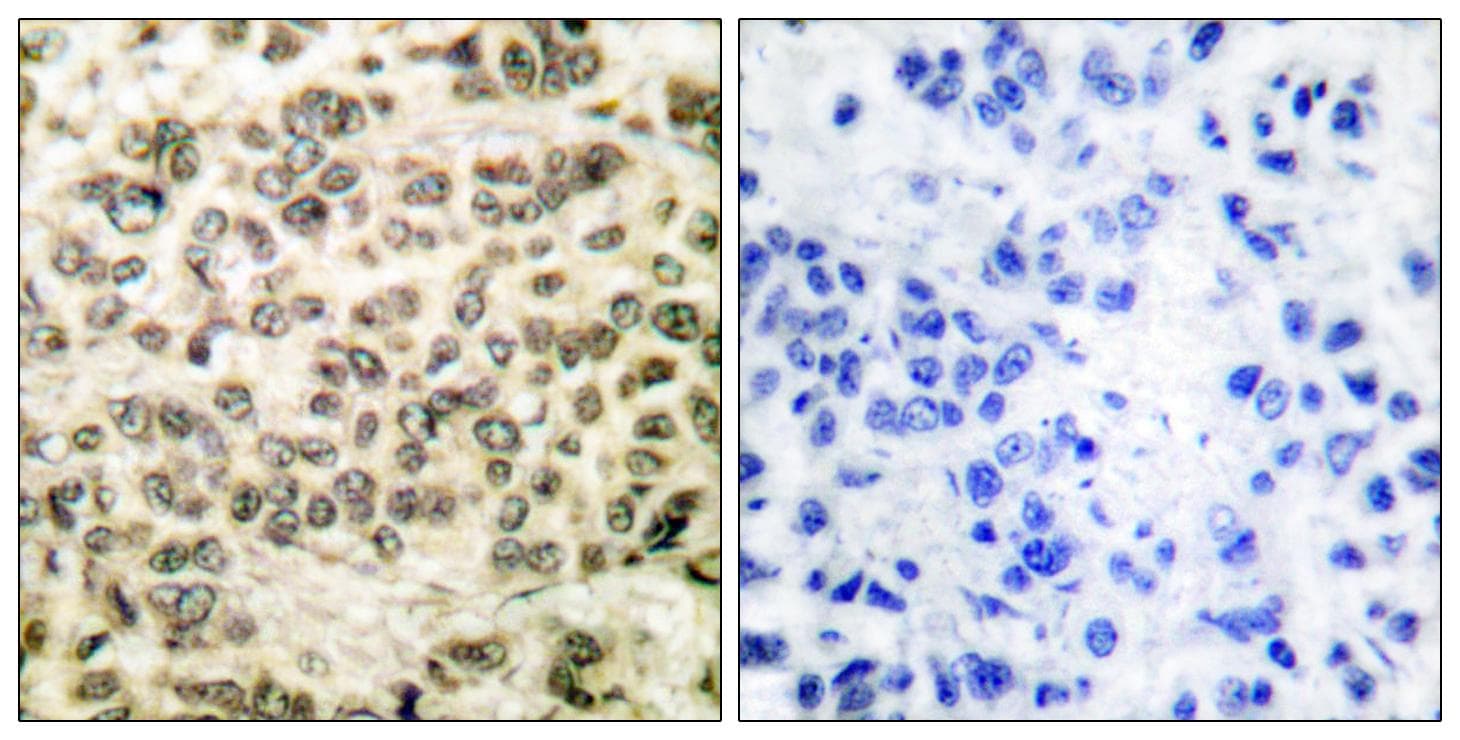 HDAC3 Antibody