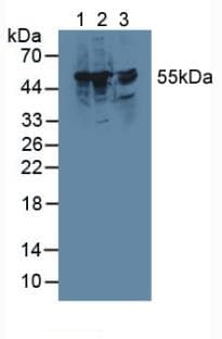 TRXR1 / TXNRD1 Antibody (aa208-433)