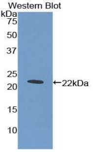 CD110 / MPL Antibody (aa311-460, APC)