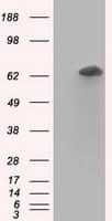 Monoclonal Mouse anti-Human RANGAP1 Antibody (clone 1B4, Carrier-free, IHC, IF, WB)