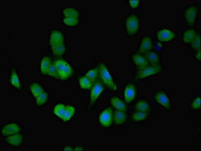 DPH6 / ATPBD4 Antibody