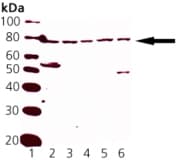 NFE2L2 / NRF2 Antibody