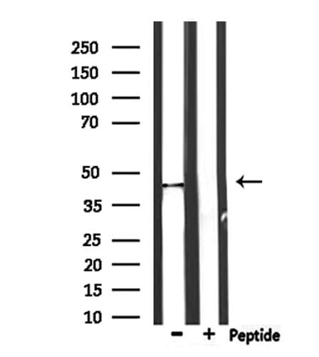PTRF / CAVIN Antibody