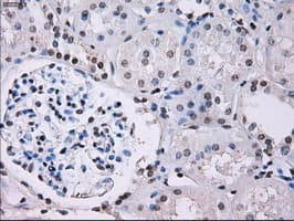 Monoclonal Mouse anti-Human ID3 Antibody (clone OTI8B3, IHC, IF, WB)
