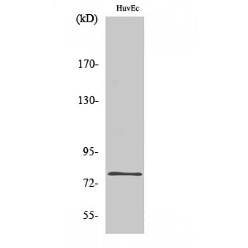 SKIL / SNO / SnoN Antibody (590-670 aa, C-terminal)