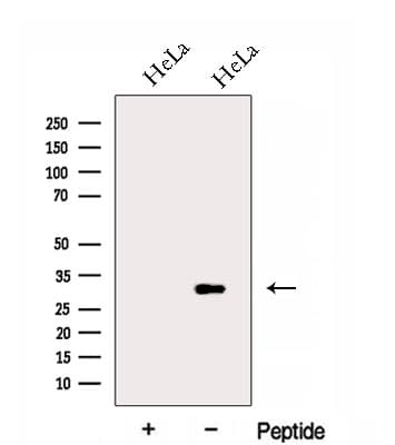 FAM92A1 Antibody