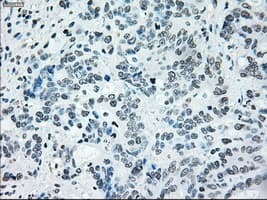 IRF3 Antibody (clone OTI5D2)