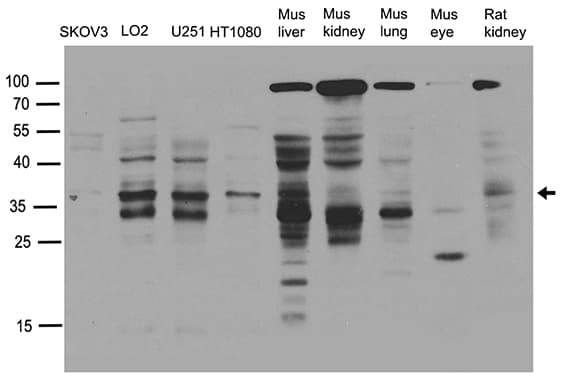 SMUG1 Antibody