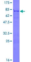 Human GORASP2 / GRASP55 Protein (Recombinant GST)