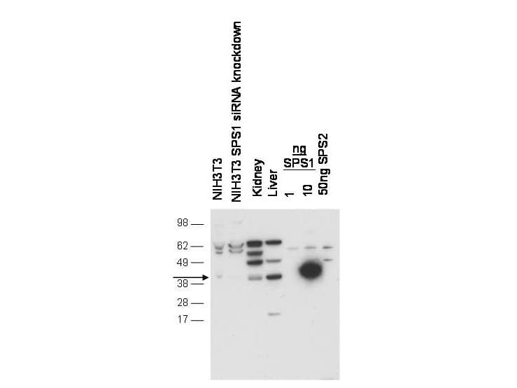 SEPHS1 / SPS Antibody