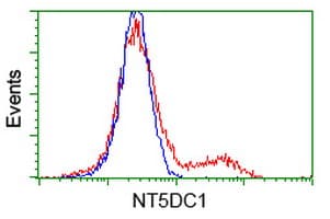 NT5DC1 Antibody (clone OTI2A1)
