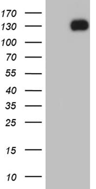 Monoclonal Mouse anti-Human EPHA1 / EPH Receptor A1 Antibody (clone OTI3D2, aa24-327, WB)