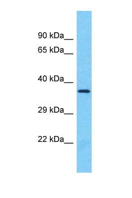 OR8B3 Antibody (aa234-283)