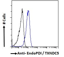 IHC-plus™ TXNDC5 / ERP46 Antibody (aa419-432)