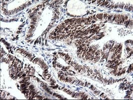 SOX17 Antibody (clone OTI2B6)