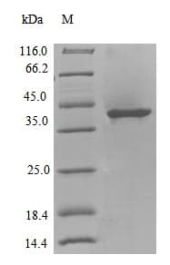 Colwellia psychrerythraea POLK / DNA Polymerase Kappa Protein (Recombinant)