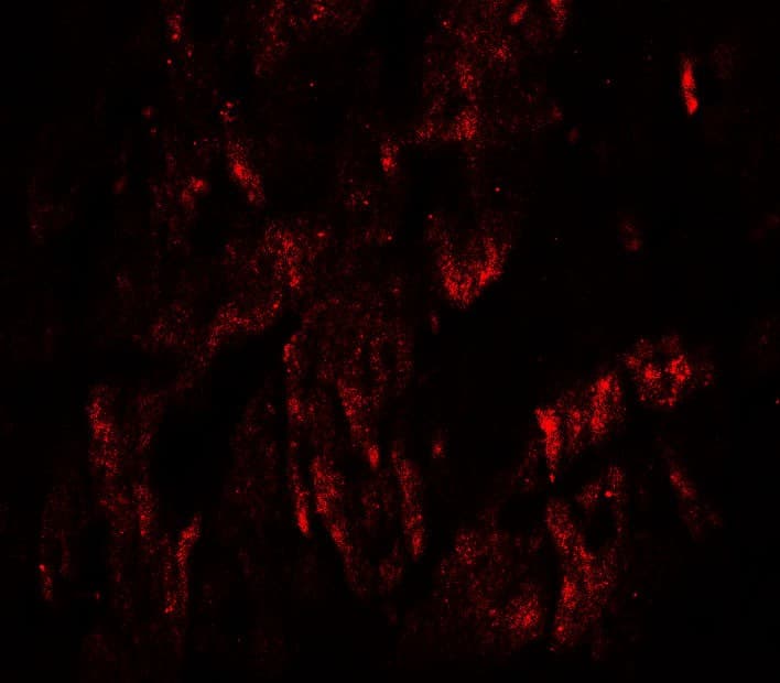 WAPAL / WAPL Antibody