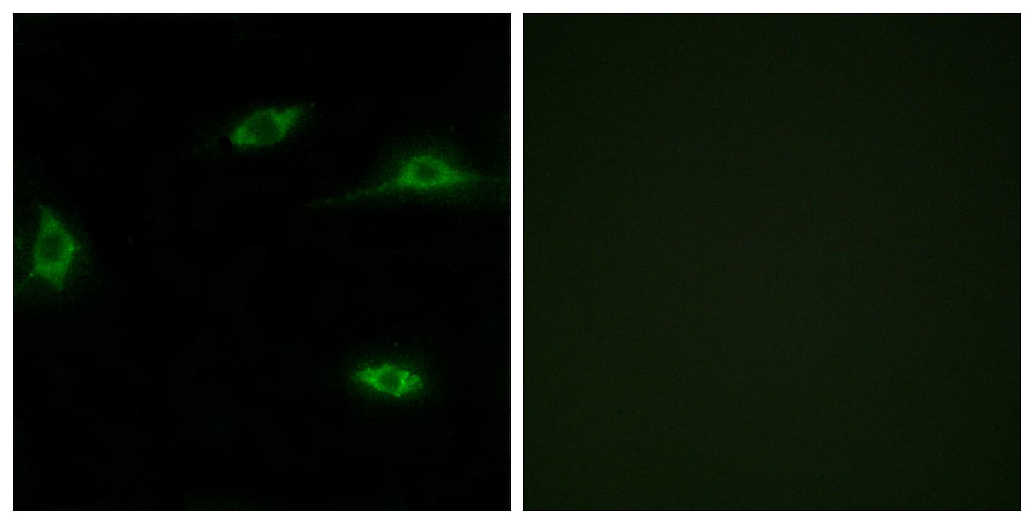 Polyclonal Rabbit anti-Human OR2T11 Antibody (aa51-100, IF, WB)