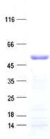 Human ZNF19 Protein (Recombinant His, N-Terminal)
