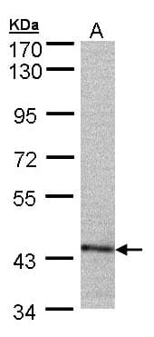 PSMC6 Antibody (aa1-301)