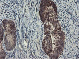 SKIL / SNO / SnoN Antibody (clone OTI1A6)