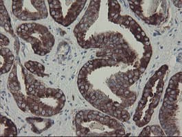 CLEC4E / MINCLE Antibody (clone OTI2A8, Carrier-free)