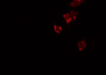 MRPL48 Antibody