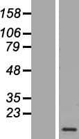 CAMK2N1 Protein (Over-Expression Lysate Myc-DDK (Flag))