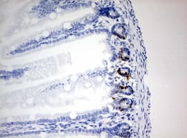 BrdU Antibody (clone 7F12)