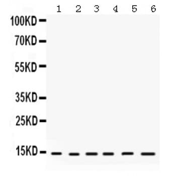 HINT / HINT1 Antibody (aa59-92)