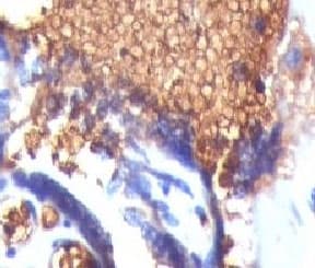 GYPA / CD235a / Glycophorin A Antibody (clone SGPA35, Ready-to-Use)