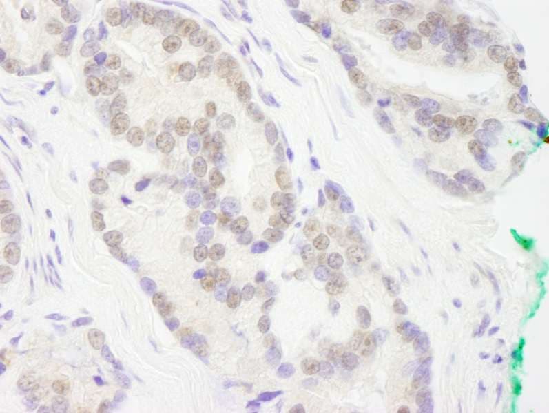 RCOR3 Antibody (aa445-495)