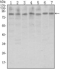 CTCF Antibody (clone 1D11)