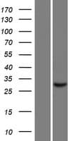 TAGAP Protein (Over-Expression Lysate Myc-DDK (Flag))