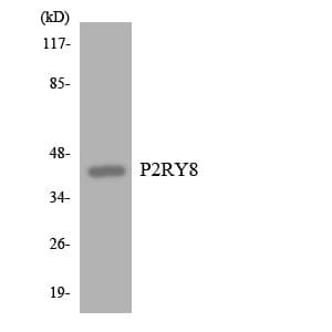 Polyclonal Rabbit anti-Human P2RY8 / P2Y8 Antibody (aa182-231, WB)