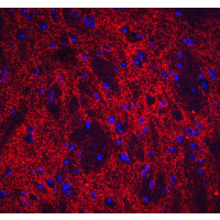 NPTX2 Antibody