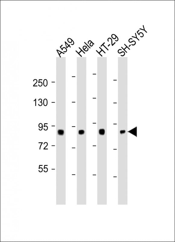 SEMA4G / Semaphorin 4G Antibody (aa360-393)
