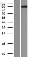 ZNF516 Protein (Over-Expression Lysate Myc-DDK (Flag))