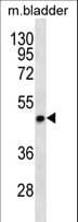 Polyclonal Rabbit anti-Human STX5 / Syntaxin 5 Antibody (aa180-209, WB)