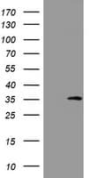 DDIT3 / CHOP Antibody (clone OTI4C4)